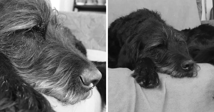 I Took These Photos Of My Dog Griffin Two Days Before He Died