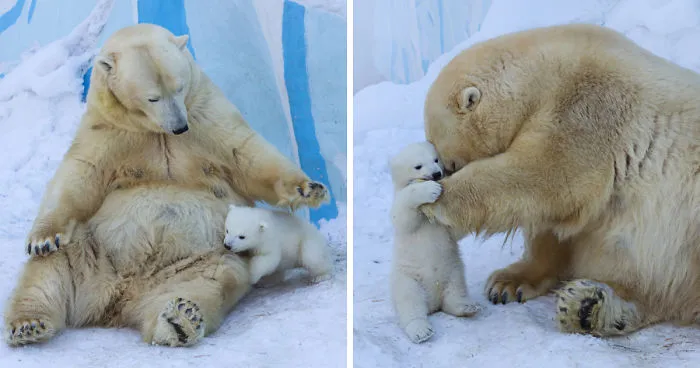 Loving Polar Bear Mama Playing With Her Baby In Snow For The First Time