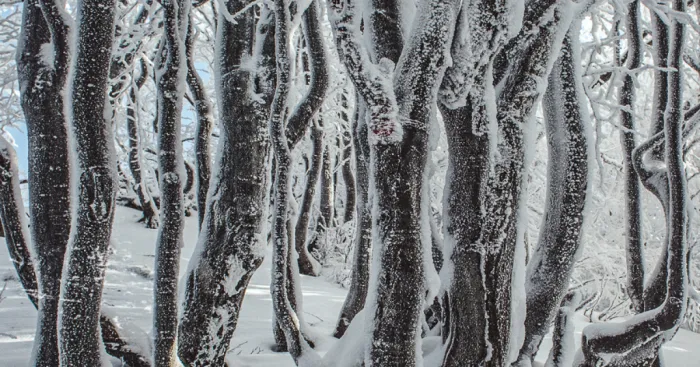 I Traveled To Bieszczady, Poland And Found A Winter Wonderland