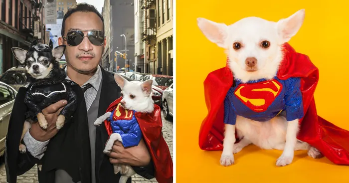I Created Batman And Superman Costumes For My Two Chihuahuas