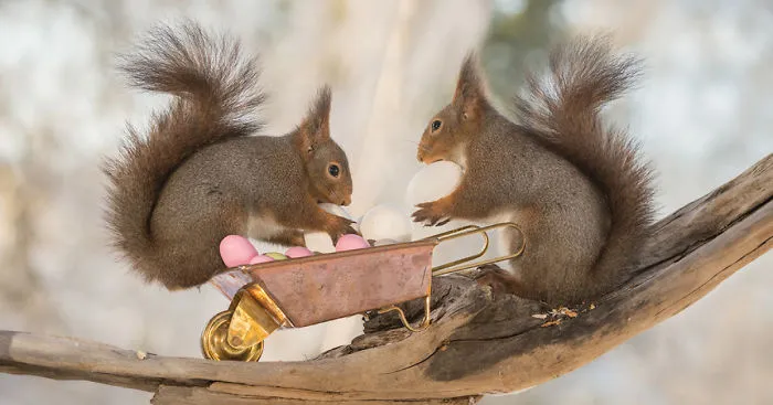 I Photographed Wild Red Squirrels Celebrating Easter