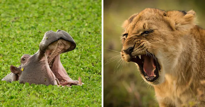 I Documented Many Faces Of The Wild Kenyan Animals