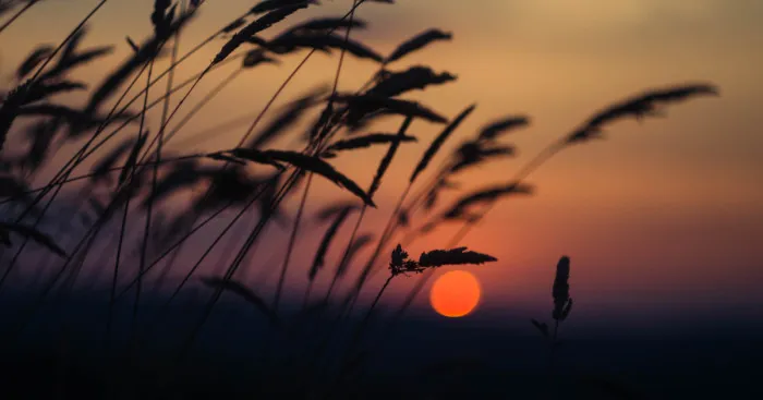 I Capture Sunsets For You To Admire