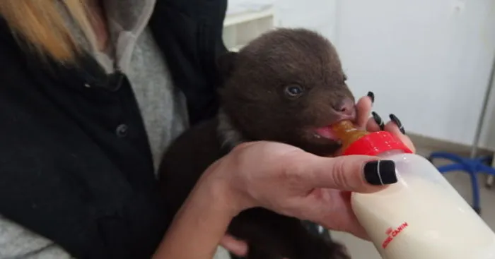 Forest Rangers Save Orphaned Bear Cubs