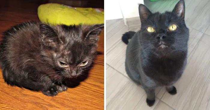 Batman The Cat Had A Rough Start Of His Life But Now Lives A Happy Life