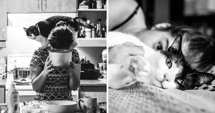 What It's Like To Live With 4 Cats