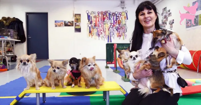 Cute Chihuahua Puppies Showing Tricks They Have Learned