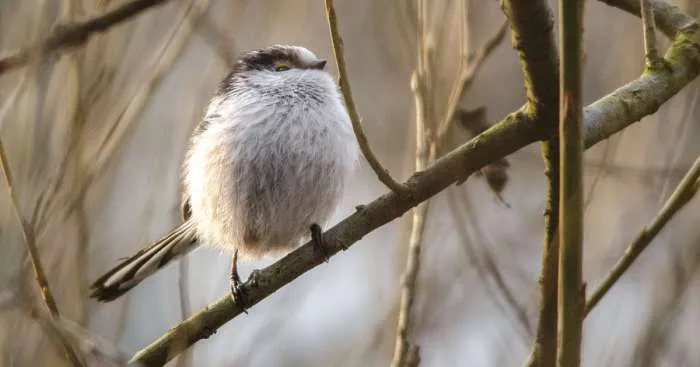 I've Been Photographing Different Bird Species For 5 Years