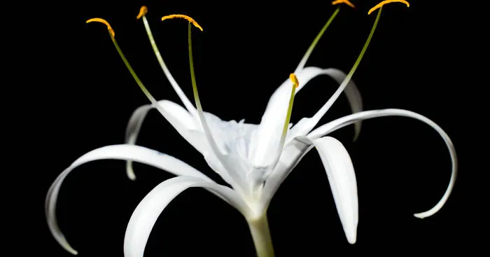 I Document The Unique Flowers Of New Caledonia