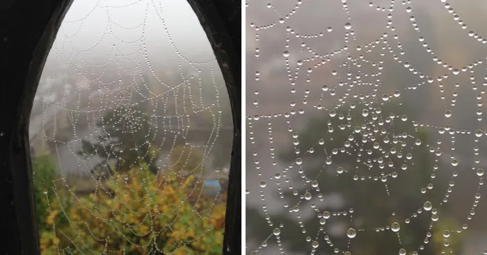I Found This Spiderweb On A Little Gate