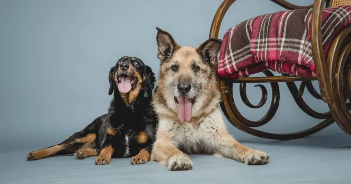 These Elder Dogs Are Missing Someone From The Rocking Chair