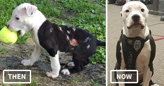 A Puppy Saved From A Fire Becomes A Firefighter