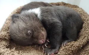 Forest Rangers Save Orphaned Bear Cubs