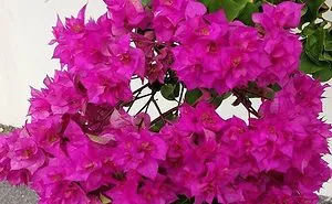 Flowers!