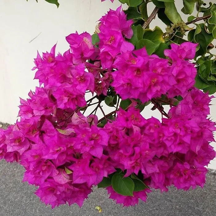 Flowers!