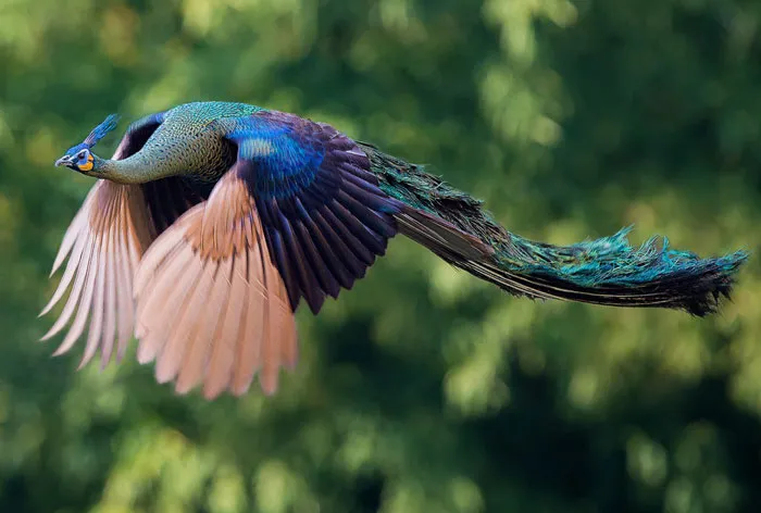 How Peacocks Look In Mid-Flight (9 Pics)