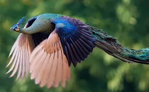 How Peacocks Look In Mid-Flight (9 Pics)
