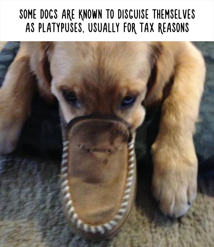 54 Amazing Animal Facts You Didn't Know