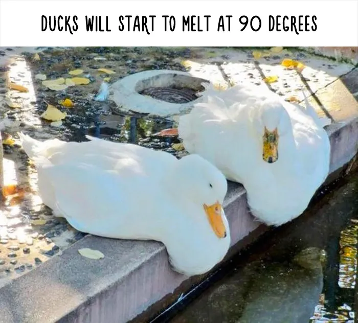 54 Amazing Animal Facts You Didn't Know