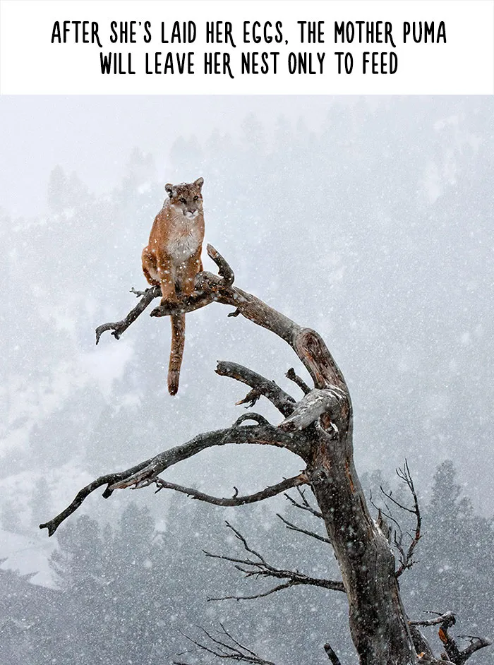 54 Amazing Animal Facts You Didn't Know