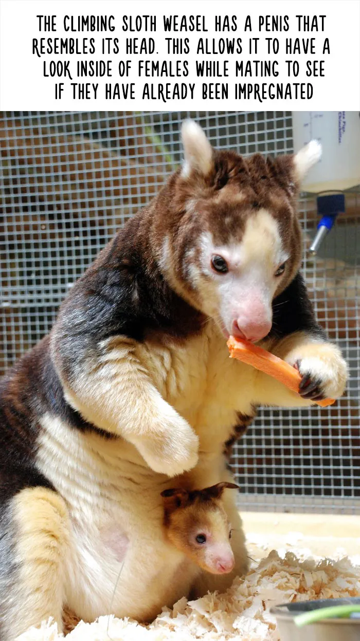 Funny Animal Facts