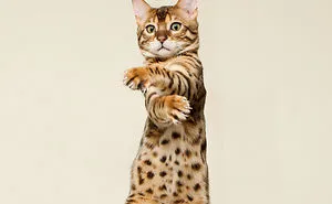 54 Amazing Animal Facts You Didn't Know