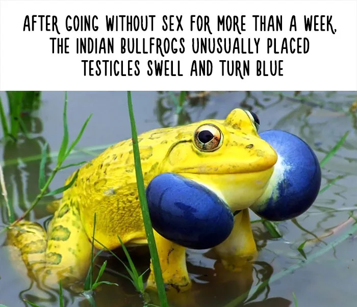 54 Amazing Animal Facts You Didn't Know