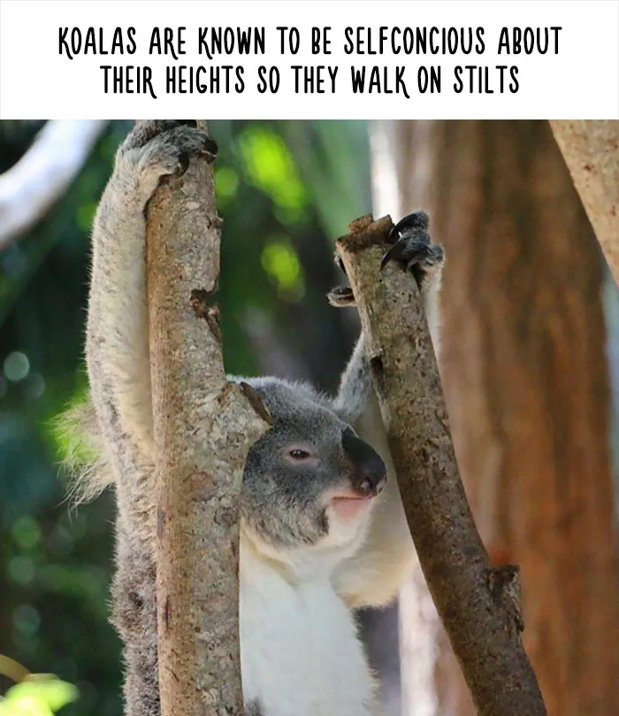 Funny Animal Facts