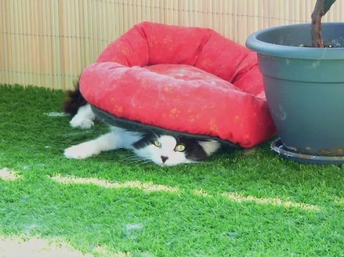 Cat Logic