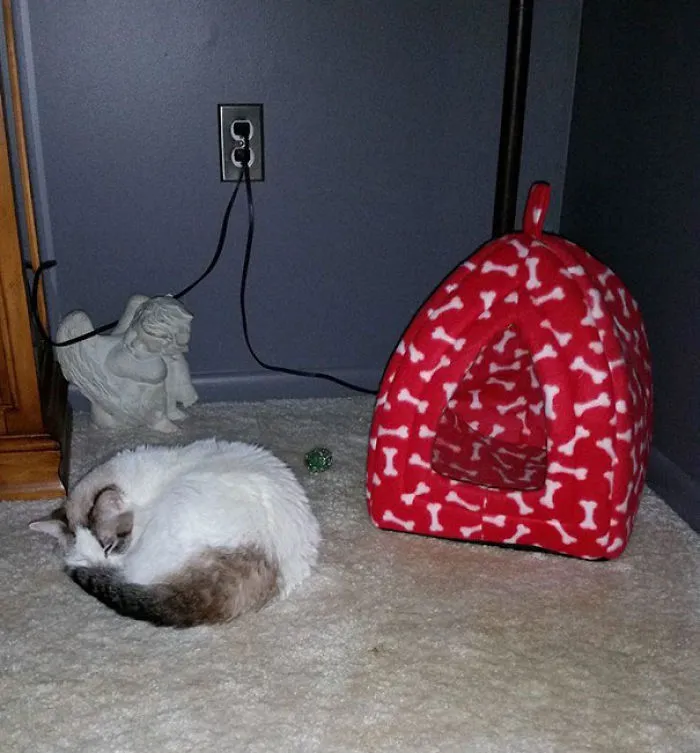 Cat Logic