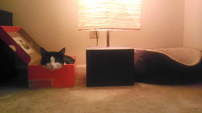 Don't Bother Buying A Bed For Your Cat