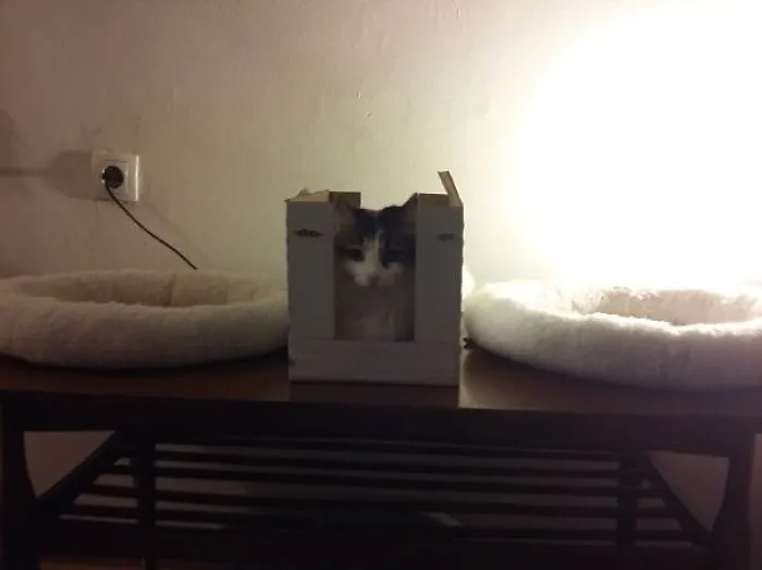 Found The Perfect Bed