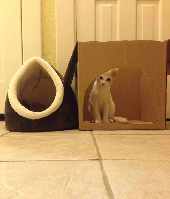 I Will Never Understand Cat Logic