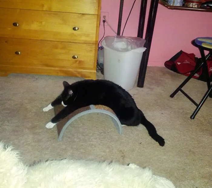 So I Bought My Cat A Scratching Post