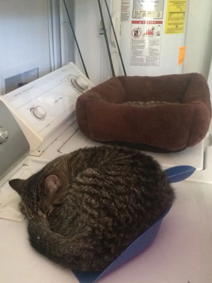 $25 Cat Bed. She Chose The Dust Pan