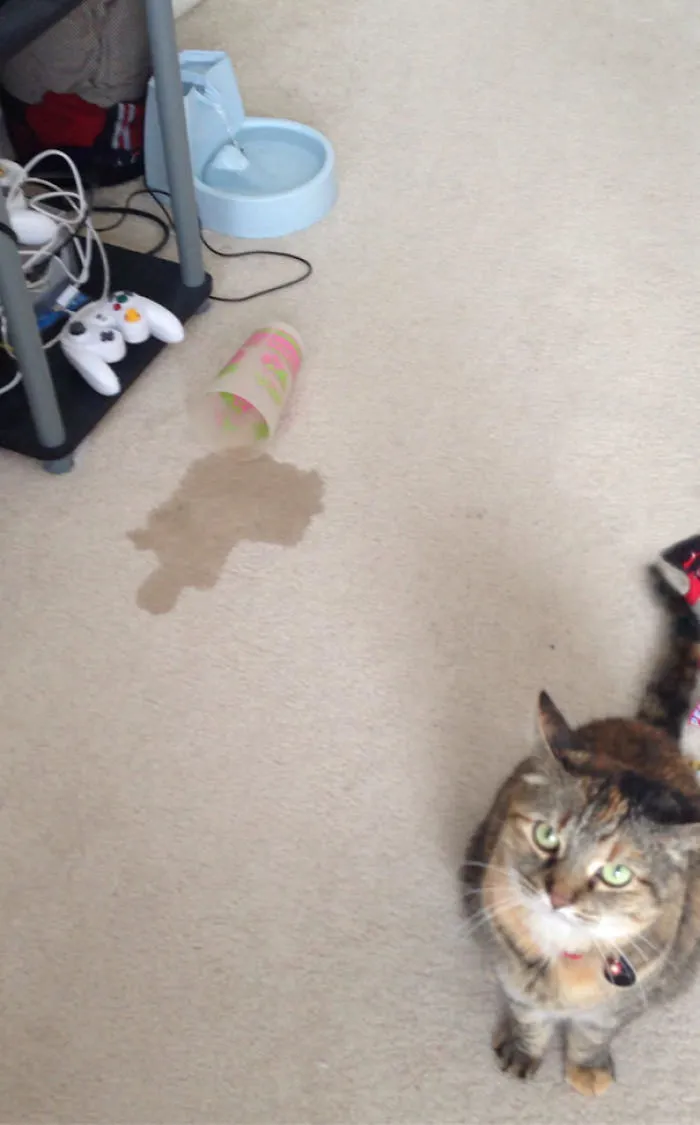 I Bought My Cat A $40 Water Fountain And She Chose To Spill My Drink And Lick It Off The Carpet