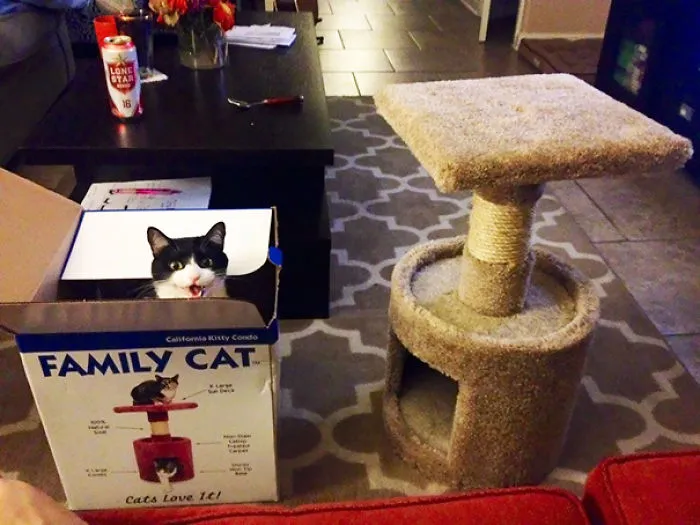 My Cat Being A Jerk, Then Laughing At Me