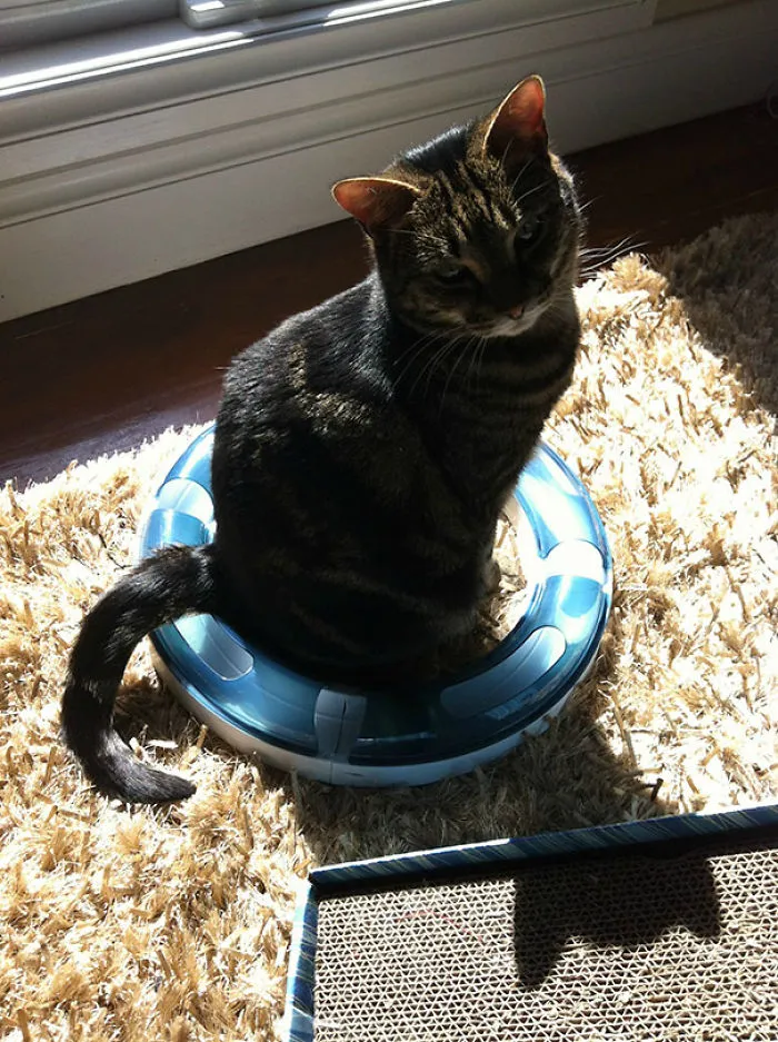 Bought My Cat A Toy To Play With. It Is Now A Bed