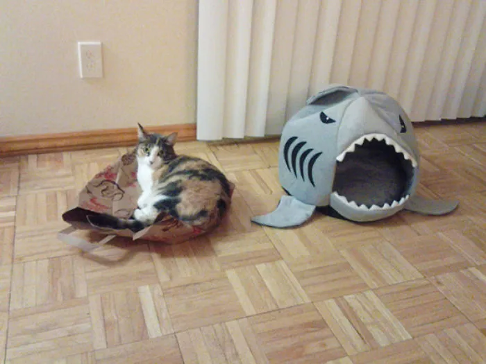 Bought The Cat A New Cat Bed
