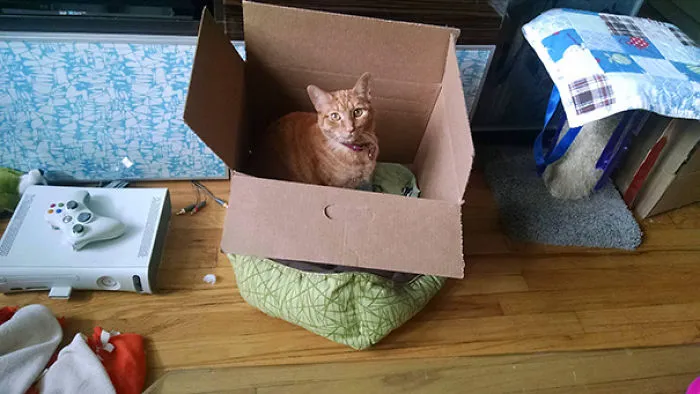 Got My Girlfriends Cat To Use The Cat Bed