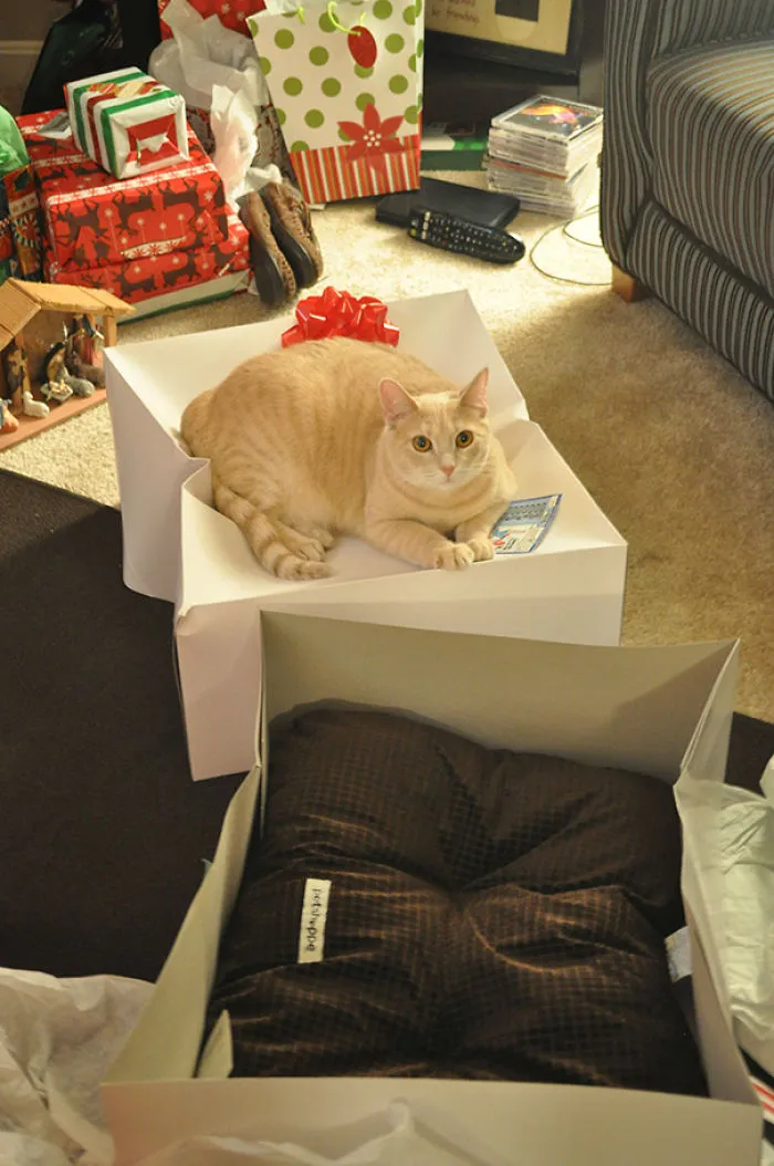 Got My Cat A Bed For Christmas