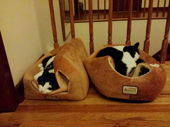 Cat Logic