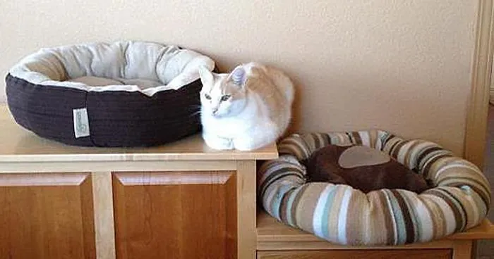 50 Pics Of Cats Using Your Carefully Chosen Gifts