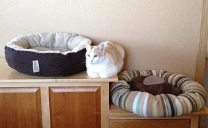 50 Pics Of Cats Using Your Carefully Chosen Gifts