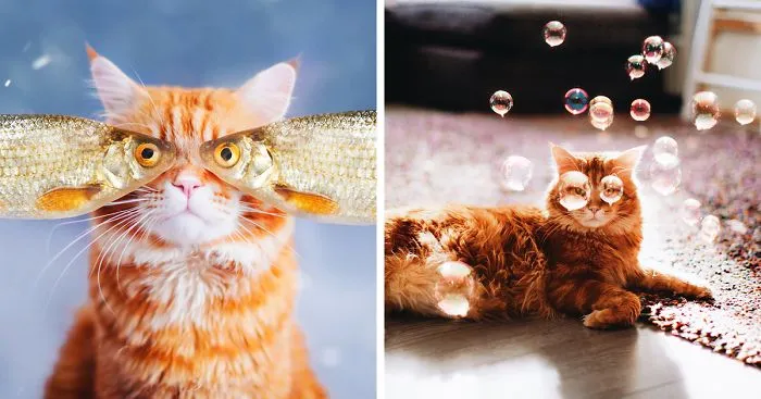 Cutlet The Ginger Cat Is So Majestic He Even Has His Own Hoomin Photographer