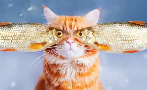 Cutlet The Ginger Cat Is So Majestic He Even Has His Own Hoomin Photographer