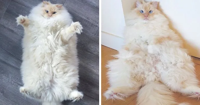 This Cat's Majestic Fluff Makes It Look Like A Cloud