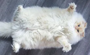 This Cat's Majestic Fluff Makes It Look Like A Cloud