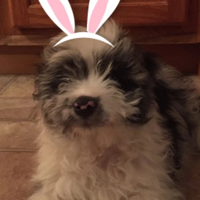 Happy Easter Ppl!