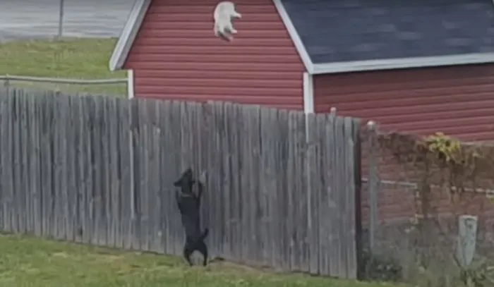 Harry Houdini Of Cats Escapes Chasing Dog